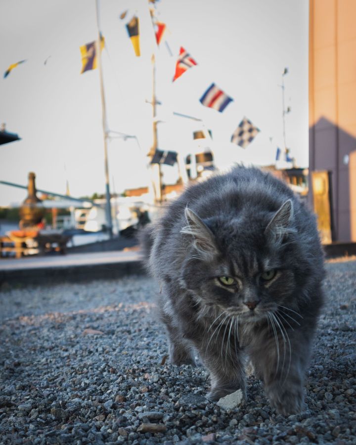 Cats at Stockholm bay